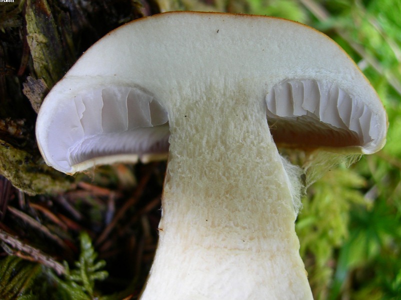 La foresta subalpina di Les breuleux  (CH)